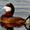 Ruddy Duck